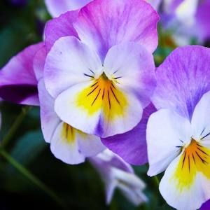 Meet your Posher, Ellen